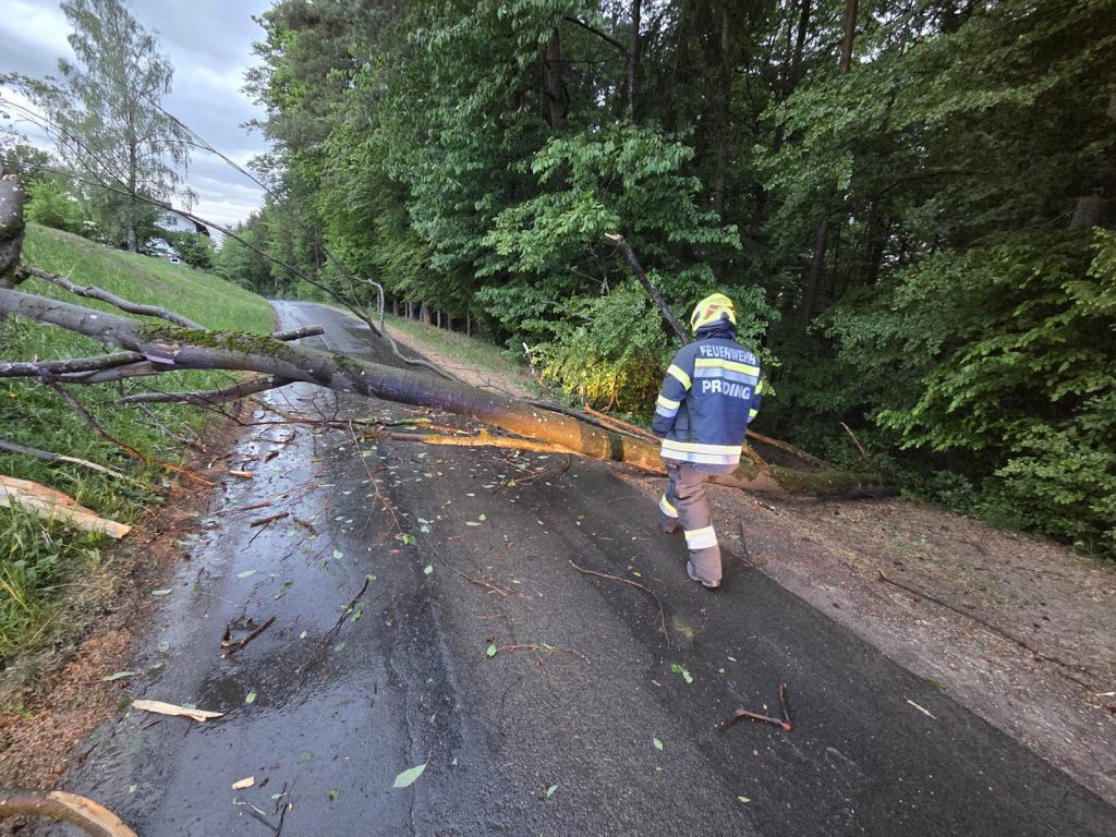 Baum über Straße in Tobisberg